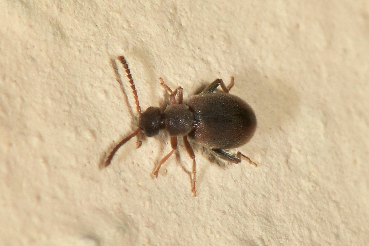 Aderidae: Otolelus pruinosus?